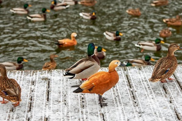 В природных парках Москвы осталось зимовать более восьми тысяч водоплавающих птиц 